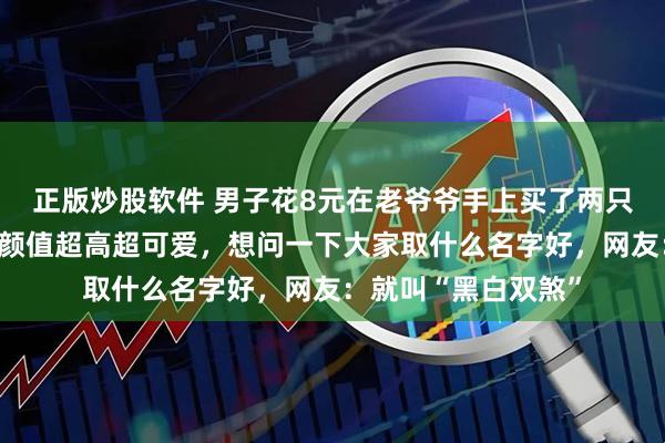 正版炒股软件 男子花8元在老爷爷手上买了两只小土狗，一黑一白颜值超高超可爱，想问一下大家取什么名字好，网友：就叫“黑白双煞”